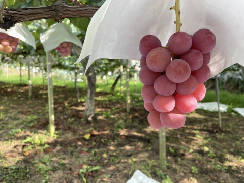 【リピーター続出】赤色ぶどう“クイーンニーナ”（1㎏・約2房）