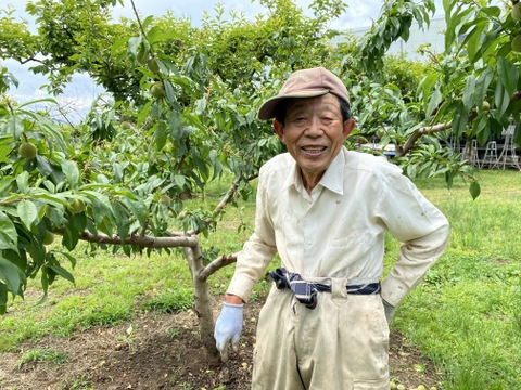 太陽の光た〜っぷり浴びた8月下旬出荷の桃（幸茜）