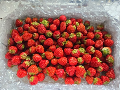 【期間限定セール価格】小粒いちご　1kg 『バラ詰め』 紅ほっぺ【販売中】