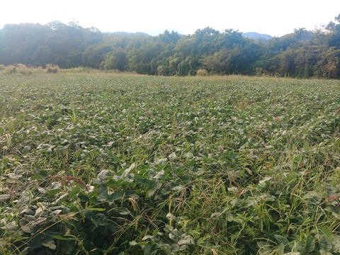 味噌作りなどに‼️山梨県上野原産　津久井在来大豆1kg