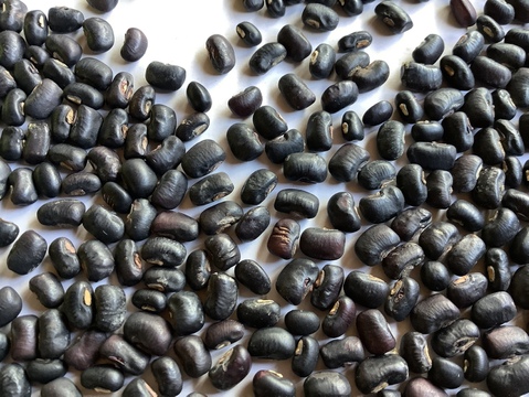 ＊規格外・B品＊◎自然栽培◎黒ささげ 1.5kg《令和6年・山形県鶴岡産》