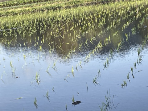 【令和7年産新米】「丹波ひかみ米　コシヒカリ」（精米4.5ｋｇ）