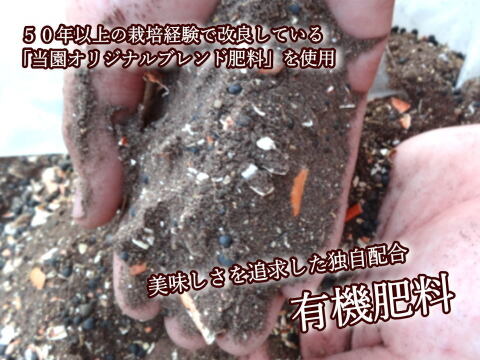 【夏ギフト】【お中元】とろける甘さのハウスみかん！果汁たっぷり！冷蔵庫で冷やしてやみつき！ネットで話題の「蜜ツ星（みつぼし）」　黒化粧箱(大)　Ｌサイズ　秀品　１８玉入　【商品番号09】「熨斗対応可」