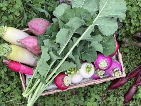 旬の野菜を堪能できる。朝採れ自然栽培野菜セット　５～７種類　約３～４kg