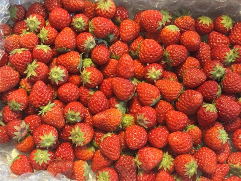 【期間限定セール価格】小粒いちご　2kg 『バラ詰め』 紅ほっぺ【販売中】