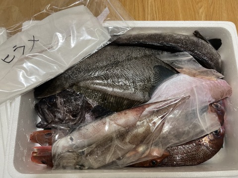 午前中水揚げ【未利用魚🐟】丁寧に下処理し当日発送！7月まで！