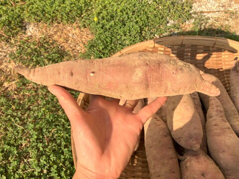 自然栽培〈特大べにはるか〉大分県産さつまいも 10kg：大分県産