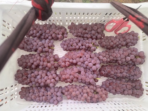 【山形】ジューシー！深い甘味！ 王道デラウェア 2kg(12～16房）贈答用 ギフト ご家庭用 お子様にも喜ばれます♪  ◎常温便◎