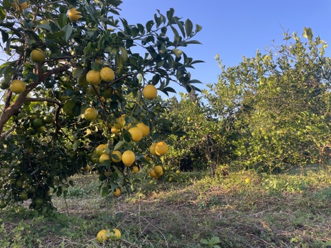 まろやかな酸味と溢れる果汁！宮崎県産マイヤーレモン　２キロ