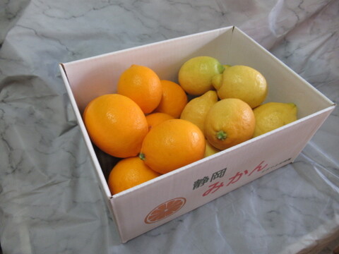 香りと酸味を楽しむ｜マイヤーレモン＆リスボンレモン 食べ比べセット2kg
皮まで使える・静岡県産