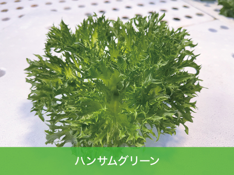 【化学肥料不使用】つなぐファームセット【8種類の野菜】　1箱14袋（レタス5種類×2袋、サンチュ2袋、小松菜6本入り1袋、ルッコラ6本入り1袋）（レタス、サンチュ1袋70～90ｇ程度）