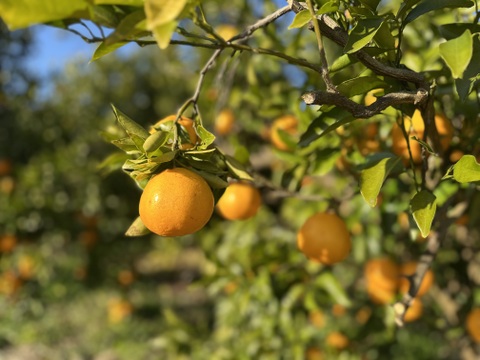 春の香りと味！プチプチ食感、はるみ【ご家庭用・4kg】