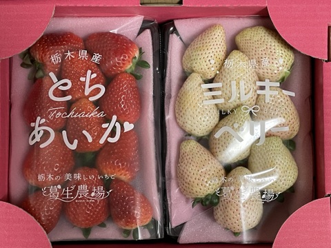 【春イチゴ】【お得価格】お祝い贈答用！紅白いちご『とちあいか』『ミルキーベリー』（300ｇ×2）【いちご食べ比べ】