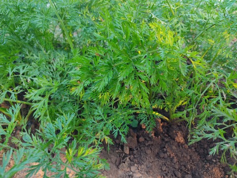 ✨農薬・化成肥料不使用の五寸人参1kg（5～7本）✨