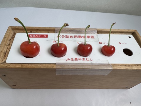 さくらんぼ品種おまかせ『訳あり品』500g