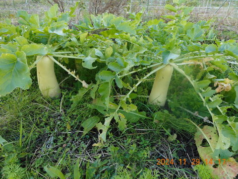 自然農栽培で育てた、『奈良の冬野菜セット』(お一人様用）