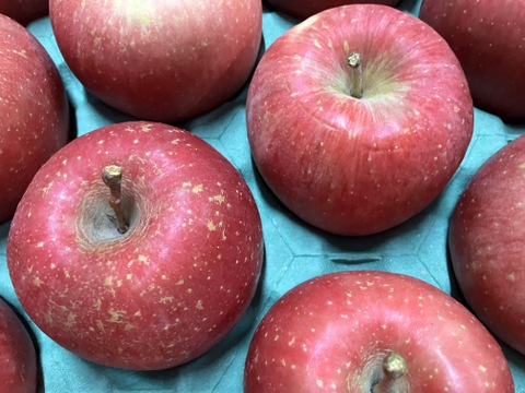 青森県産りんご 「早生ふじ（弘前ふじ）」家庭用 キズ有 約10kg(5kg×2箱)