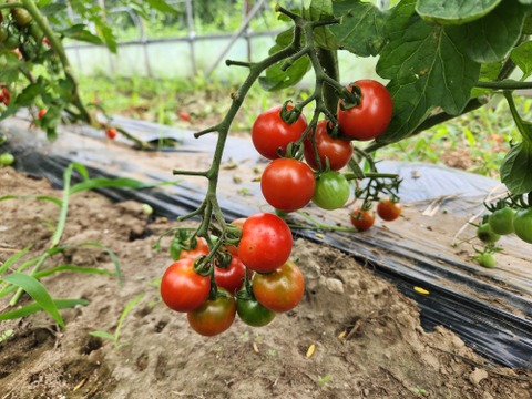 ステラミニトマト1kg 【甘くて美味しい貴重な固定種🍅】