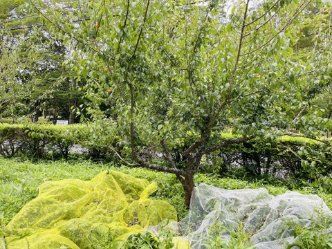 甘い香りの完熟南高梅1kg