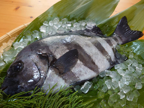 【贅沢ﾊﾟｯｸ】ブリヒラ1尾＆イシダイ1尾セット/箱