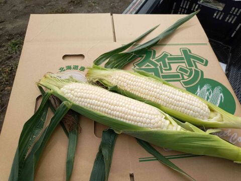 厳選品、ご自宅用にもご贈答用にも！　北海道産ピュアホワイト１２本（５㎏以上）