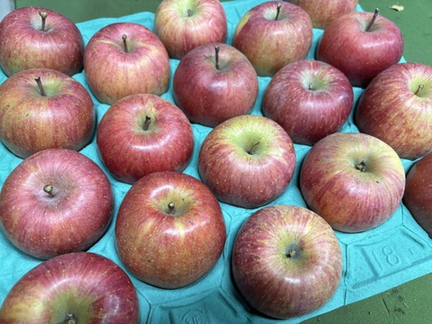 採れたてりんご【家庭用10kg】信州産完熟ふじ🍎