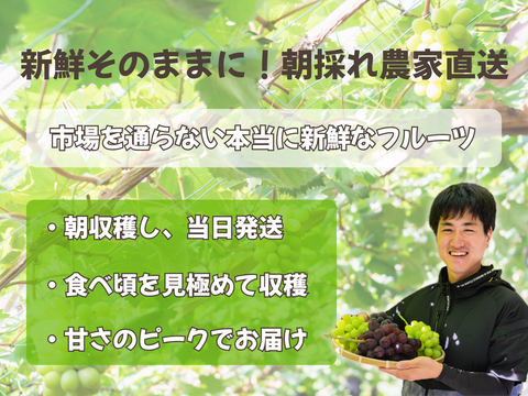 【9周年感謝祭】岡山の旬を詰め込んだ！ぶどう4種と梨・日本イチジクの豪華6種BOX