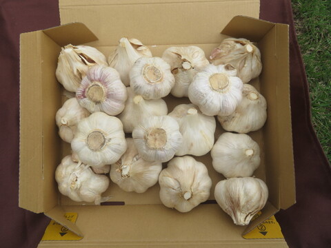 令和７年産　阿蘇・西原村産にんにく❗たっぷり1㎏箱セット❗阿蘇外輪山の豊富な地下水と豊かな自然環境で収穫して自然乾燥した、濃厚な味わいのにんにくです。