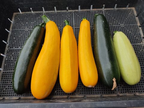 🌈【朝どれ】カラフルズッキーニ食べ比べセット6～8本（約1.5kg～2kg）｜2〜3種おまかせ｜農薬・化成肥料不使用🌈
