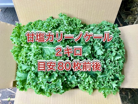 【鹿児島産】甘塩カリーノケール箱込み2キロ^_^