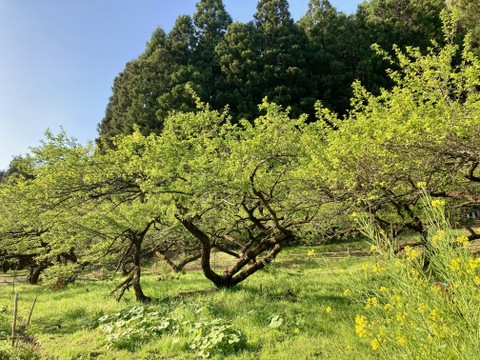 白加賀/青梅　自然栽培　農薬不使用、化学・動物性肥料不使用　☆Ｌサイズ以上４キロ
