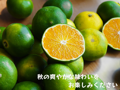YN26（みかん）家庭用5kg｜和歌山で生まれた温州みかんの有望品種を産地直送でお届け