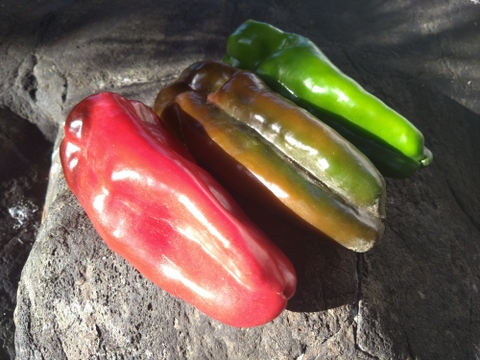 🫑野菜嫌いが吹っ飛ぶ🫑『下剋上ピーマン』400年土壌の栄養を最大限享受したブランドピーマン💡寛永鶴見ブランド1kgお試しキャンペーン💪2026年度予約☘️