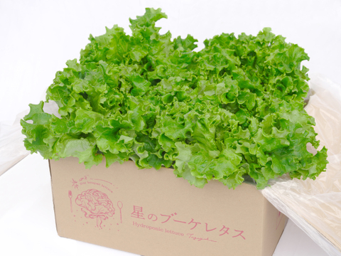 🥬【リーフレタス】🥬
【水耕栽培】シャキッ！うまっ！1kg　170g～200g × 5～6玉