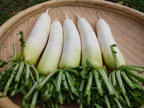 今が旬！！　大根　５kg　　（4~7本）