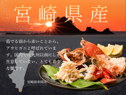 【特大サイズ】アサヒガニ　1kg ｜迫力満点＆濃厚味噌！宮崎直送