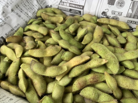 【自然栽培】黒大豆枝豆 さとっこ姫  さやのみ1kg★農薬・肥料不使用｜えだまめ