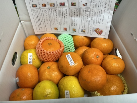 【福袋】最新品種多数！史上最大のみかん食べ比べ！こだわり７品種がこの１箱でまるごと楽しめる！「旬のこだわり柑橘食べ比べ玉手箱-虹色-」　ご家庭用　ジャム無　約３kg入　【商品番号】【2002】