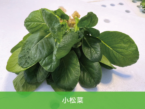 【化学肥料不使用】つなぐファームセット【8種類の野菜】　1箱14袋（レタス5種類×2袋、サンチュ2袋、小松菜6本入り1袋、ルッコラ6本入り1袋）（レタス、サンチュ1袋70～90ｇ程度）