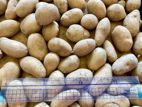 【限定！！チビシリーズ！！玉ねぎ★ジャガイモ★ニンニク】農薬肥料不使用！！