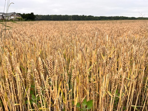 きたほなみ4kg　オーガニック（有機）玄小麦 2025年産　※小麦粉じゃありません