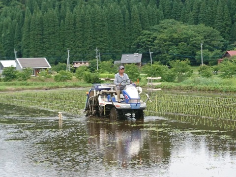 令和７年新米！阿蘇の南小国産　パワースポット押戸石清流米ミルキークイーン(10kg)