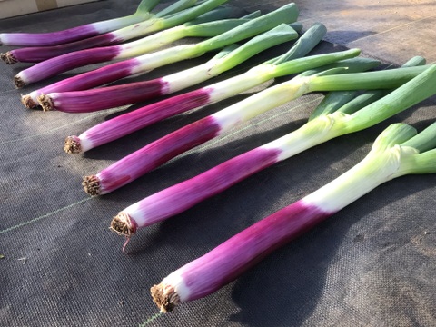 柔らか甘い　赤ネギ　20本