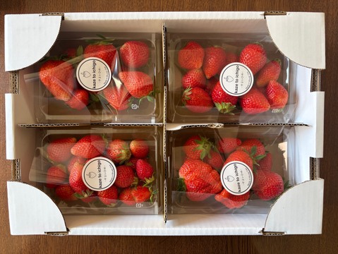 【不揃い･やよいひめ】宮城蔵王産 いちご 250ｇ×4ｐ