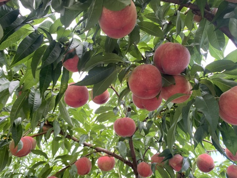 売り切れ【夏ギフト】初夏の7月収穫の桃 朝採り収穫したその日に発送します✨品種おまかせ