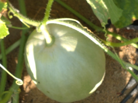 プリンスメロン☆ひと玉☆農薬、化学肥料、除草剤等不使用☆