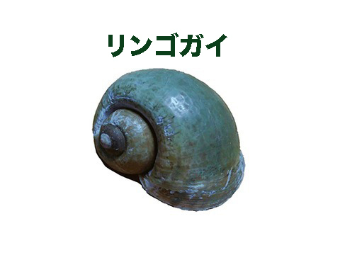 【令和７年度新米】玄米「夢つくし」(５kg) 農薬・除草剤不使用の特別栽培米（福岡エコ農産物認証）