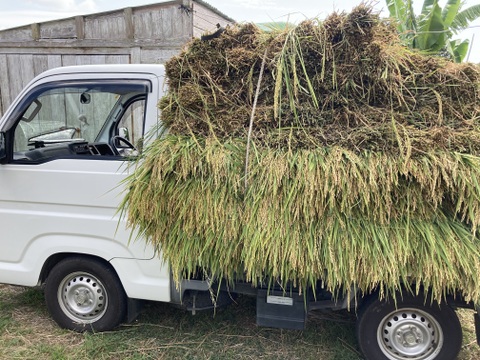 稲わら40束 天日干し 自然栽培(農薬肥料除草剤一切不使用）