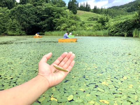 【※予約商品：山形県庄内産】天然・生じゅんさい（1kg）ぷるぷる食感が人気！ジュンサイ 蓴菜 - 山形県酒田市八幡地域の里山・大沢産