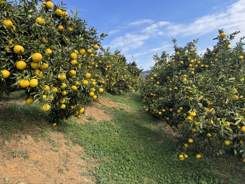 はるか　5Ｋ　熊本不知火産　上品な甘さ！